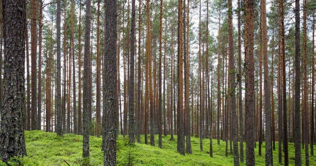 Lottie×ReactでWebアニメーション実装