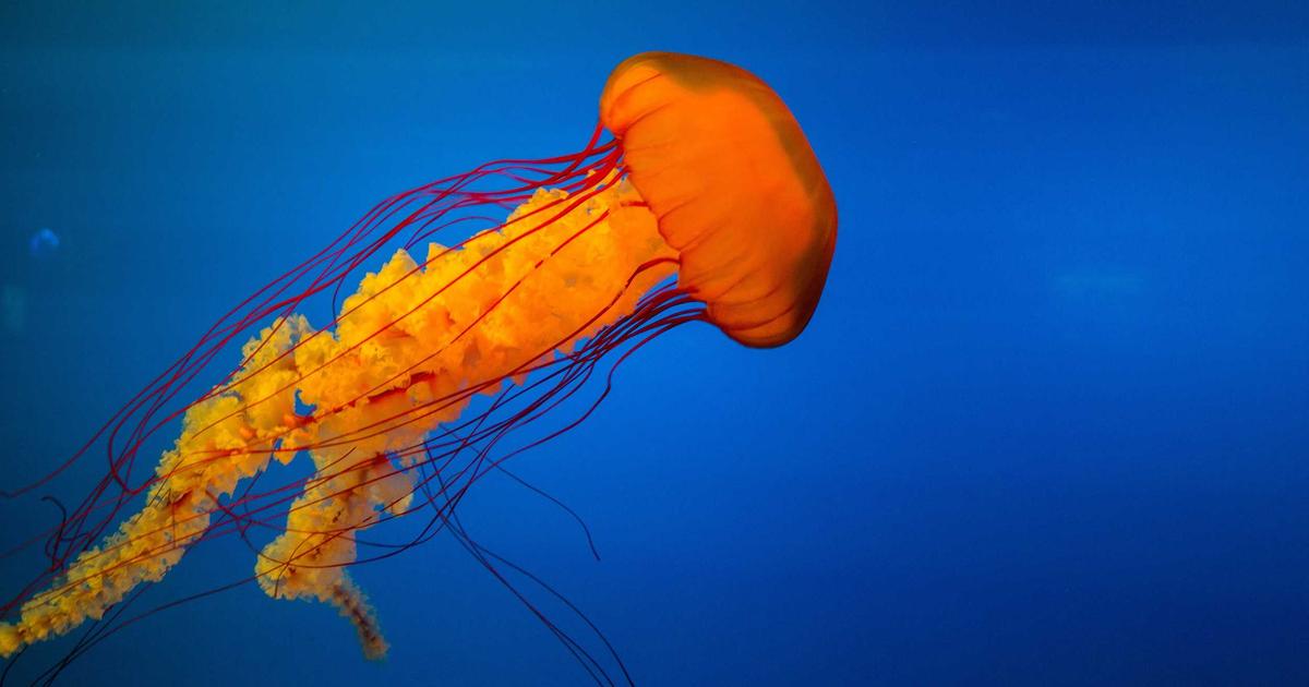 伊東市伊豆観光映像制作